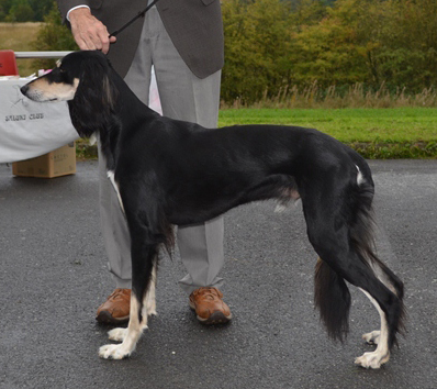 coco reserve best dog NSC Open 2011